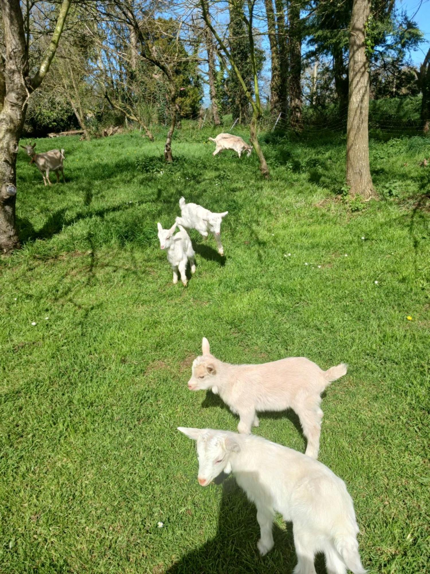 Apartmán La Ferme Stanczak Tréguier Exteriér fotografie